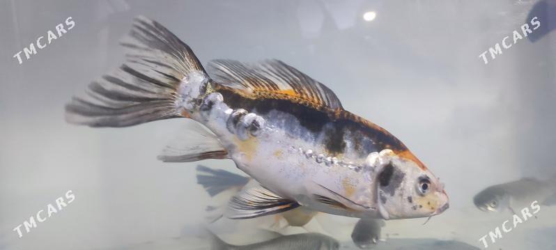 karp koýa вуаливый карп коя - Ашхабад - img 1