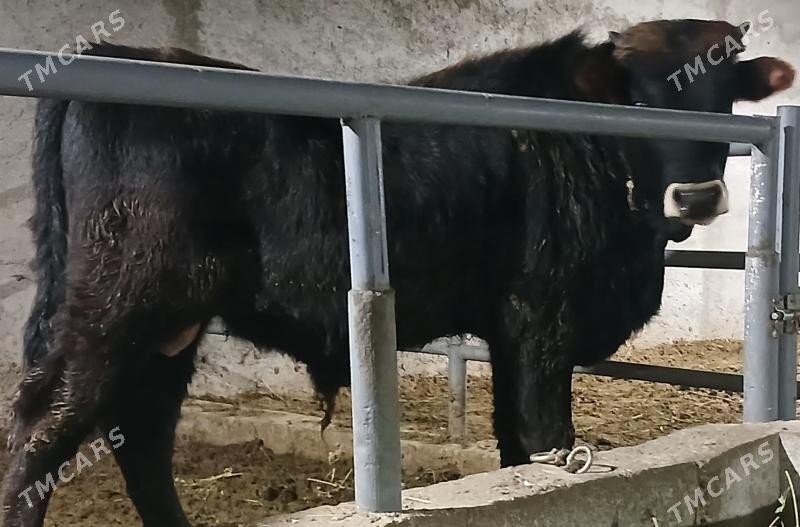 okuz - Бузмеин - img 1