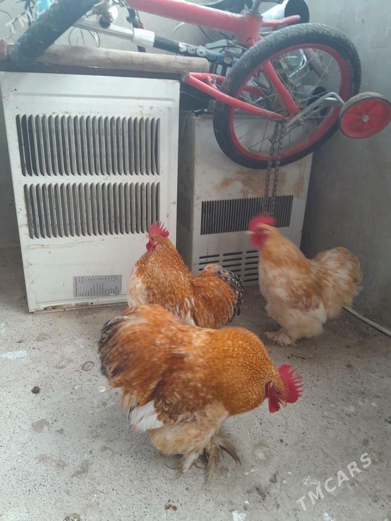 Кокика - Ёлётен - img 1