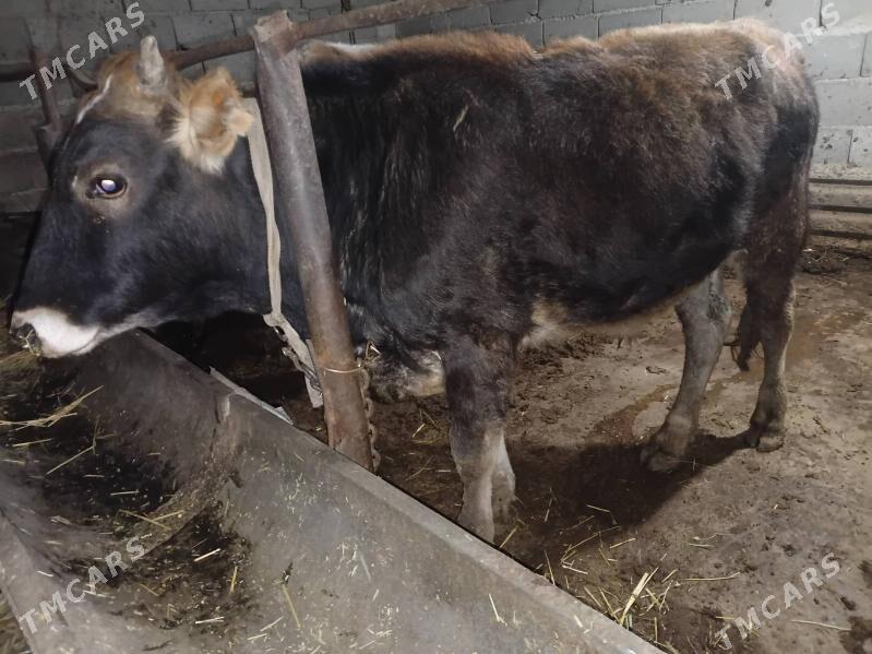 2 okuz - Гызыларбат - img 1