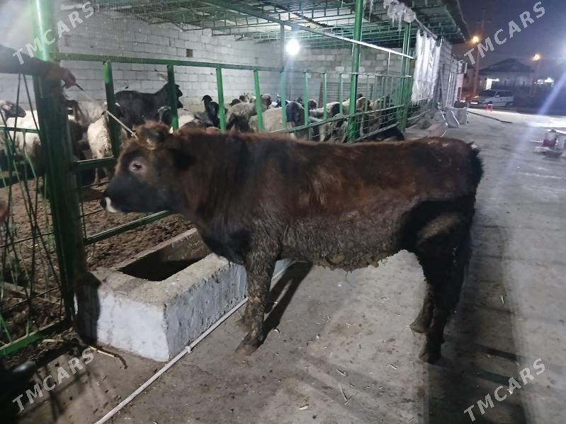 okuz - Garadamak - img 1