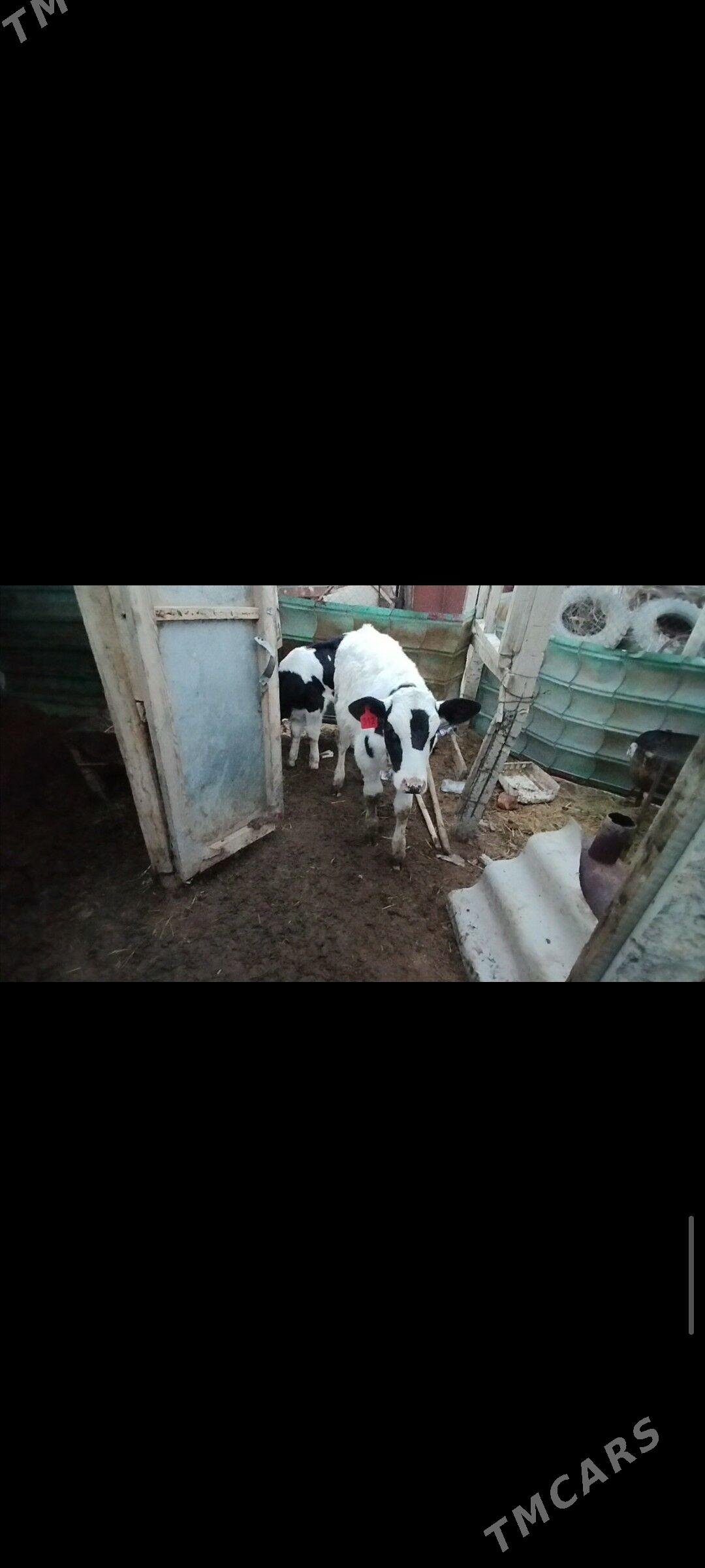 galisteyin  okuzce - Гёкдепе - img 1