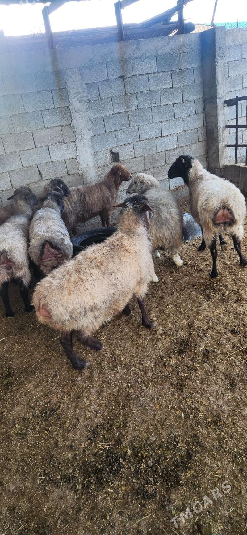 Gysyr goyun - Гёкдепе - img 1