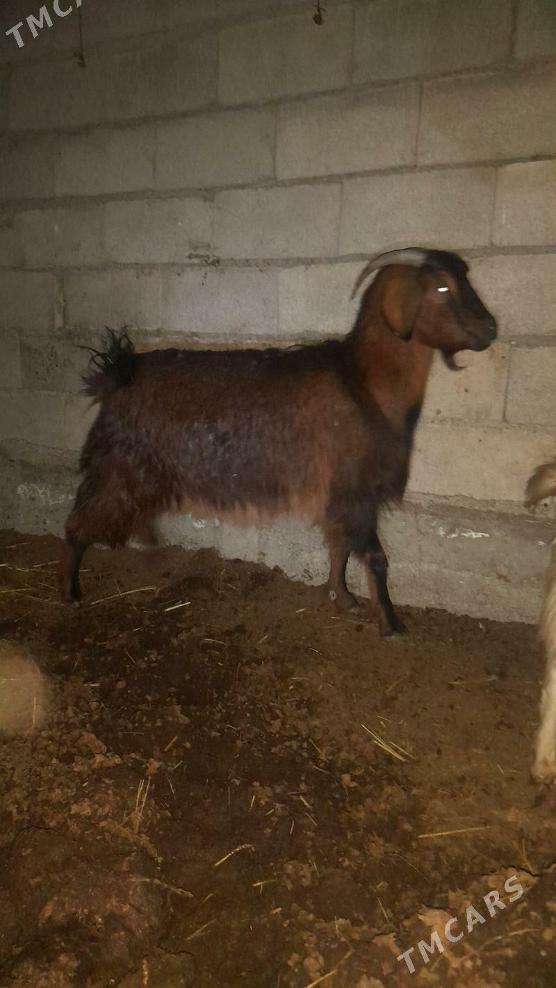 baklan geci - Бахарден - img 1