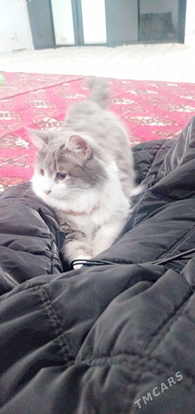 Pısık - Ашхабад - img 1