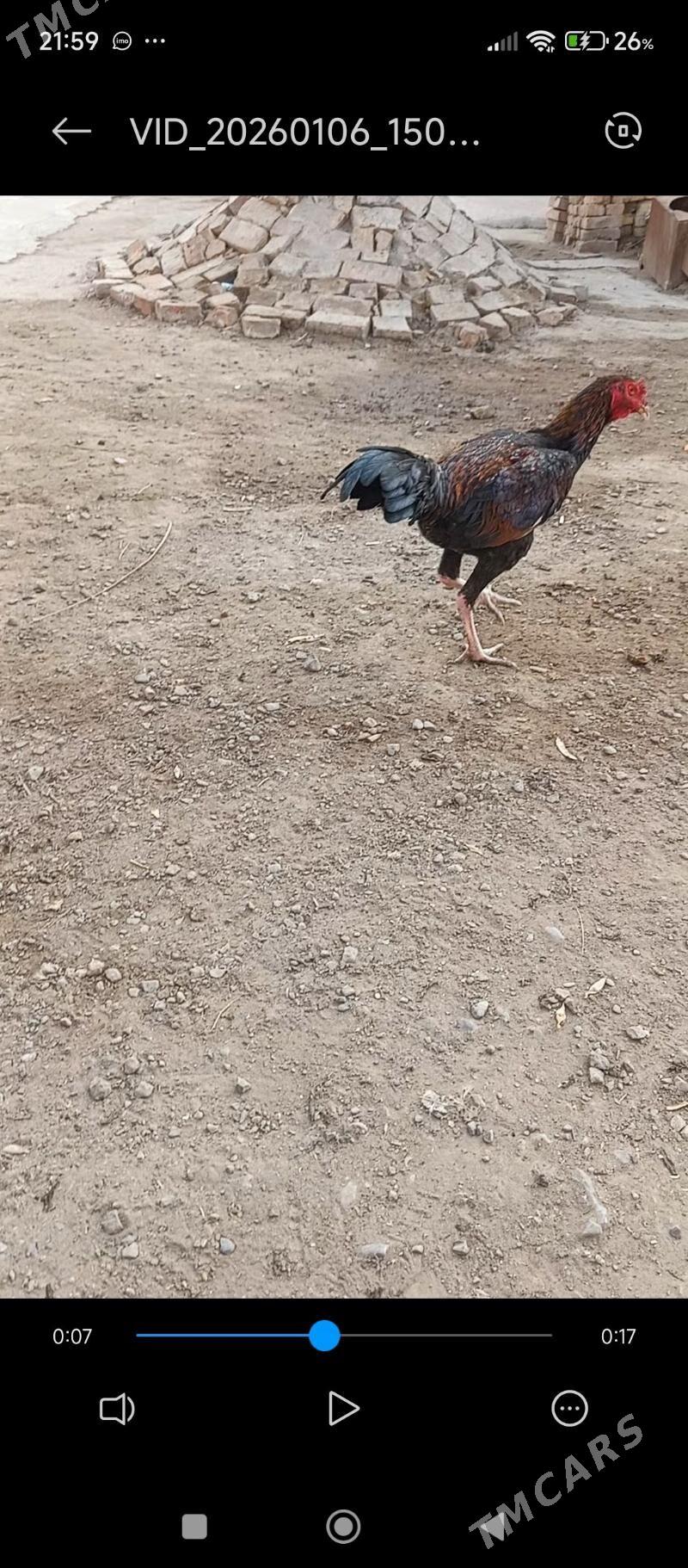 бойцовы хораз - Türkmenabat - img 1