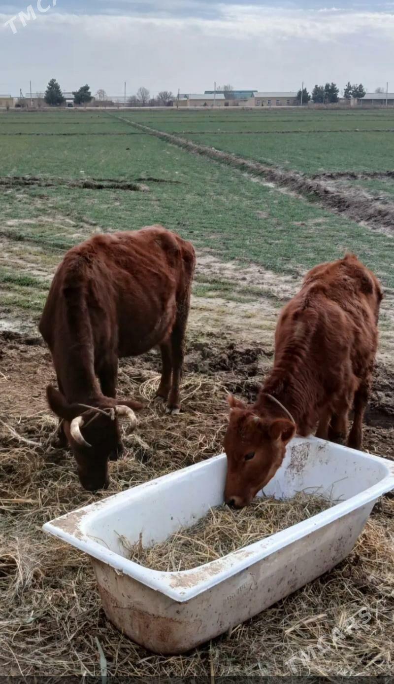 Goleli sygyr - Саят - img 1