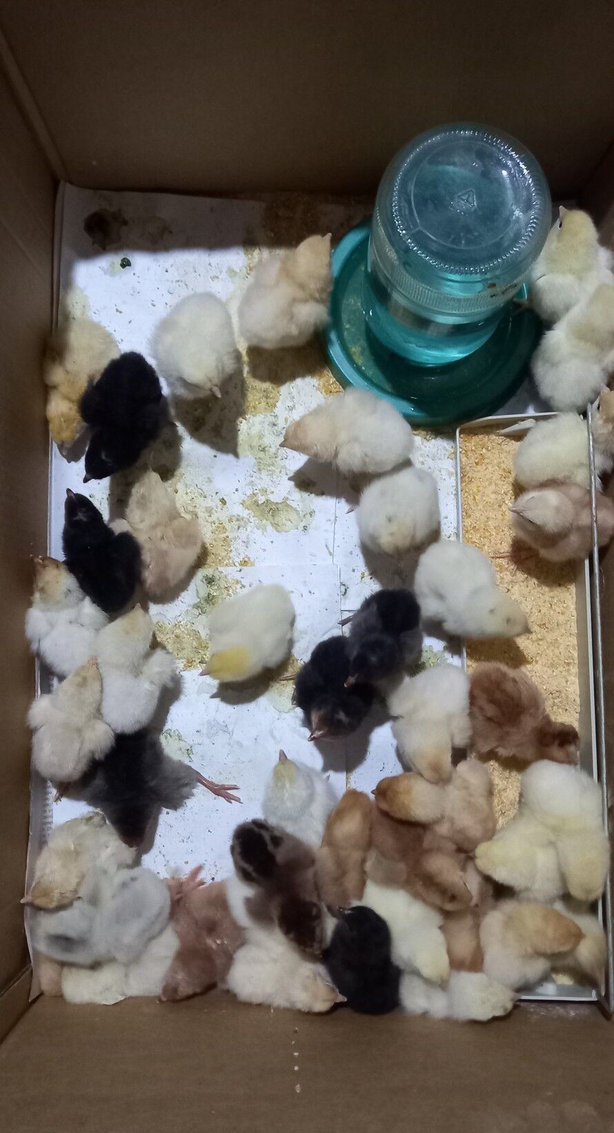 Jüje gyzyl ýumurt berýän towgu - Ашхабад - img 1