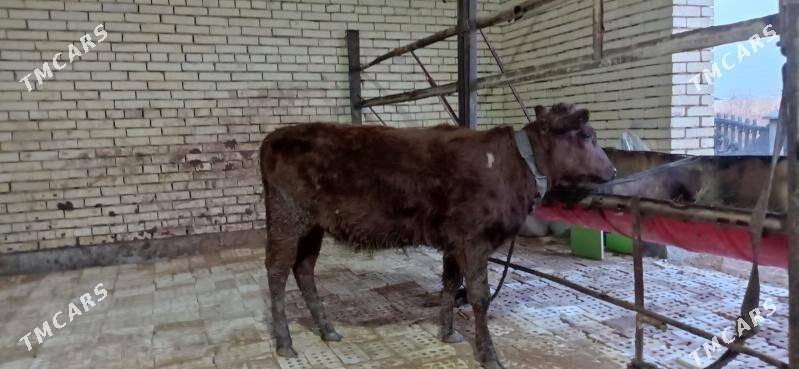 gulajyn gòle - Векильбазар - img 1