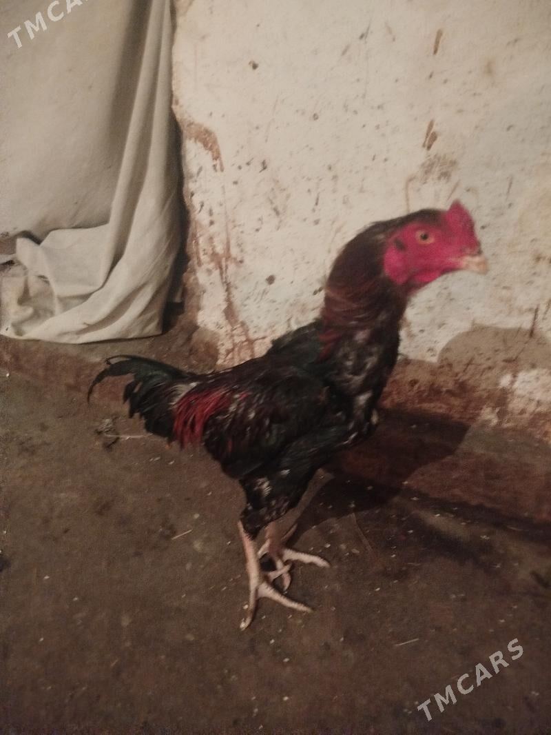 Bayes horaz - Чарджоу - img 1