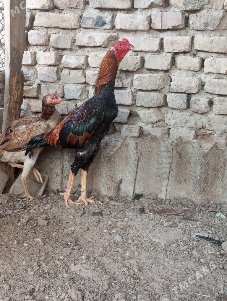 taskent - Ашхабад - img 1