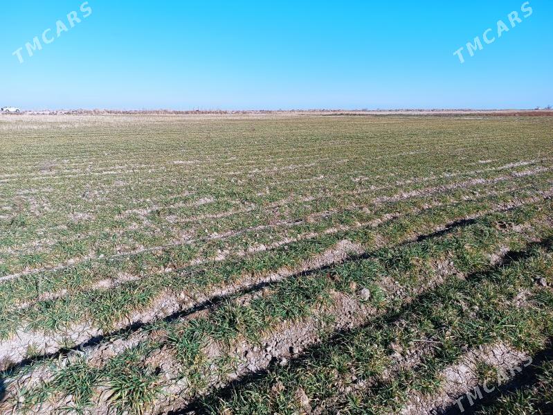 Ekin ýer - Ак-Бугдайский этрап - img 1