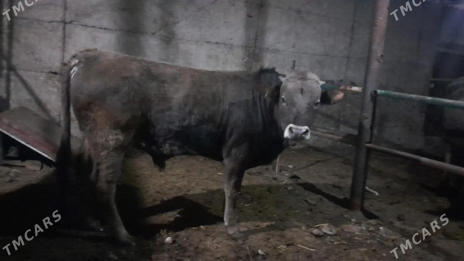 okuz - Бузмеин - img 1