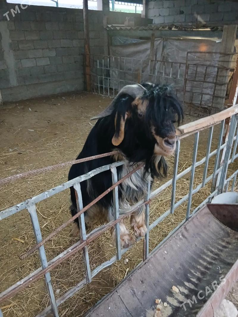 teke - Ялкым - img 1