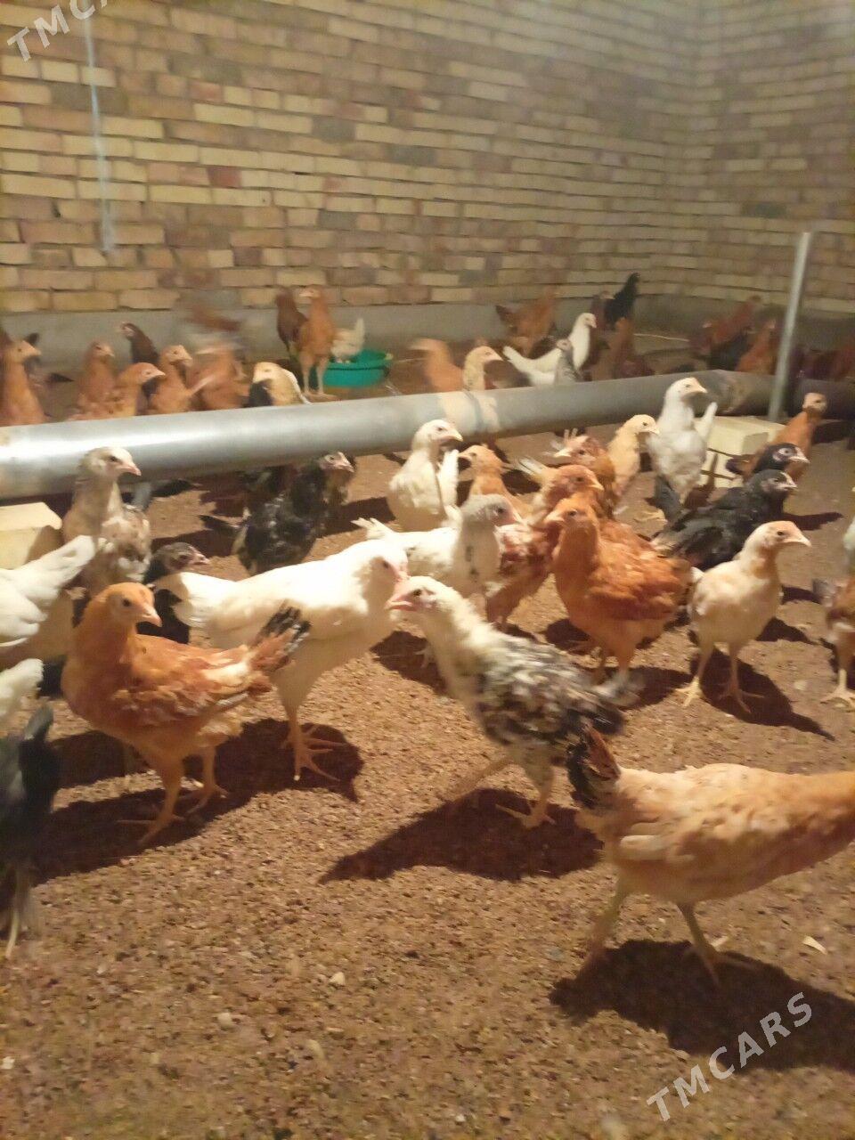 guşlar - Мары - img 1