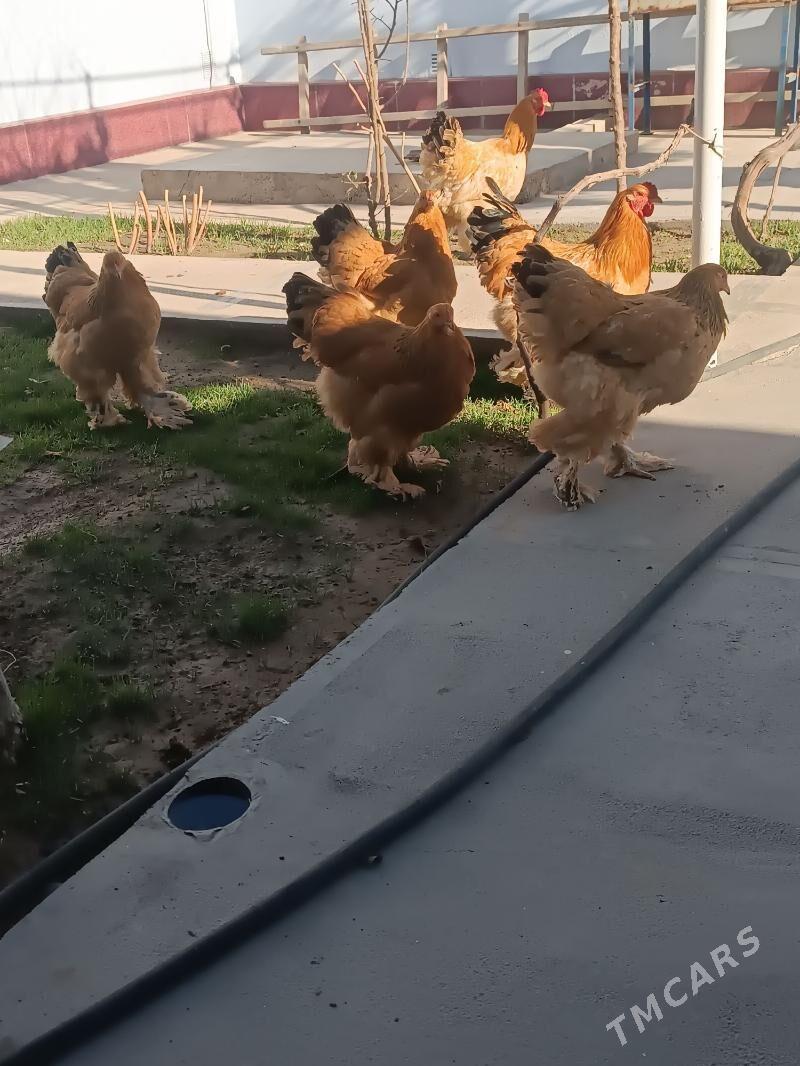 Brama - Mary - img 1