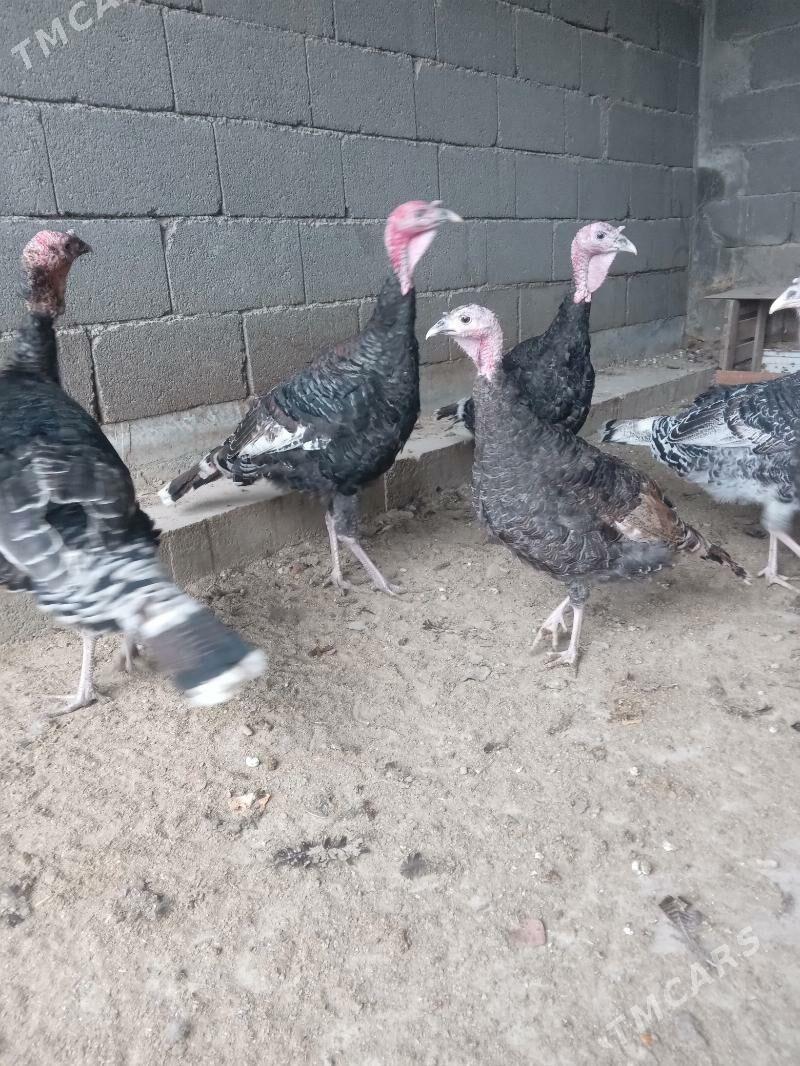 induk - Гёкдже - img 1