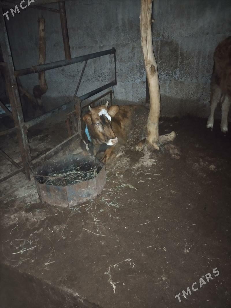 tuwe - Кëши - img 1