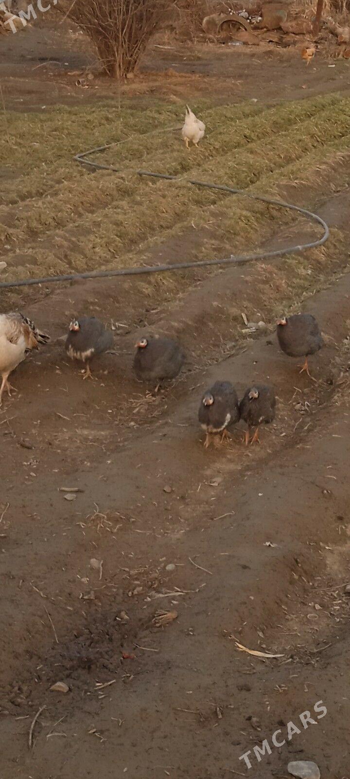 sisarka - Gökdepe - img 1