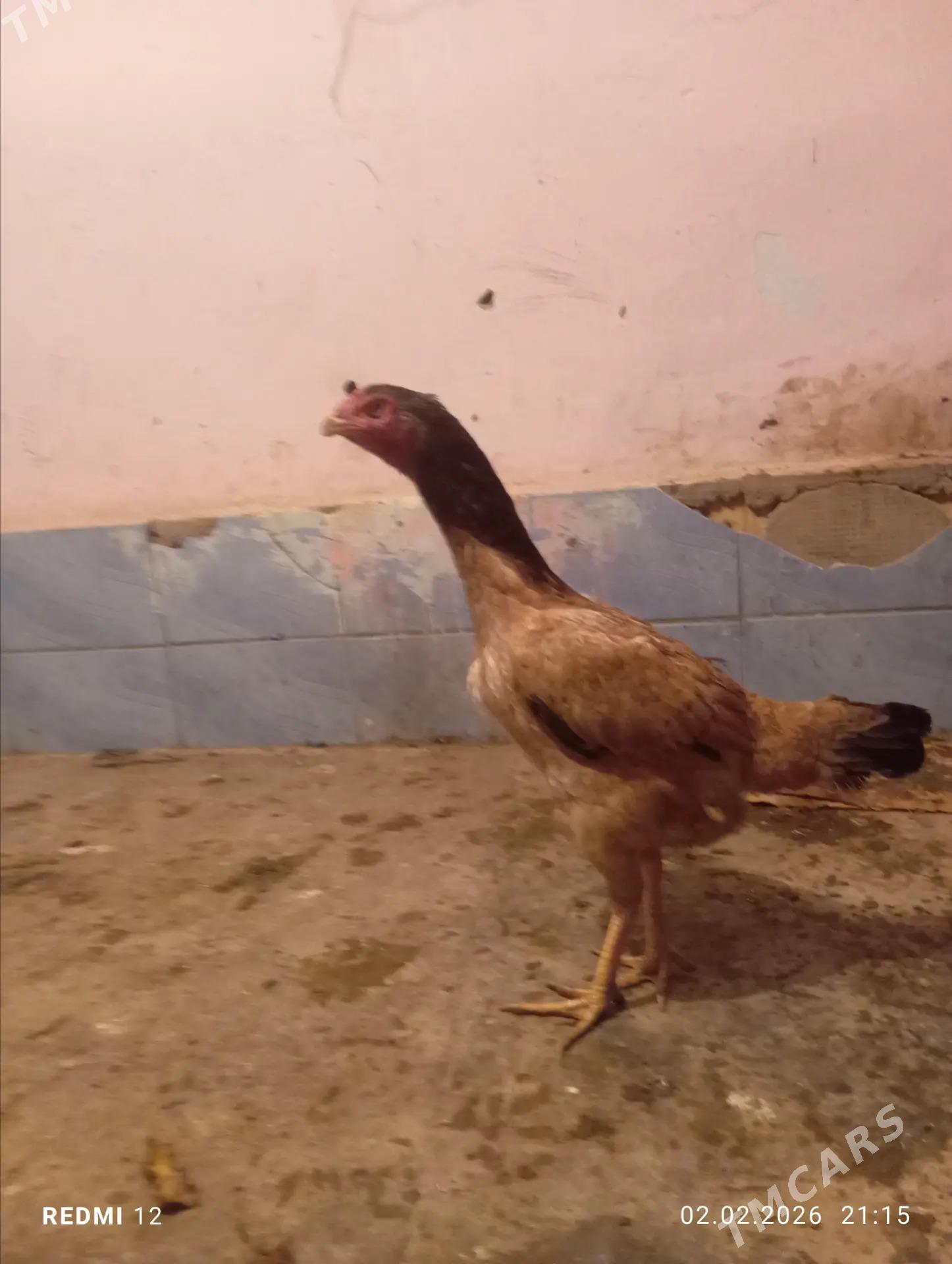 paroda towuk - Şabat etr. - img 1