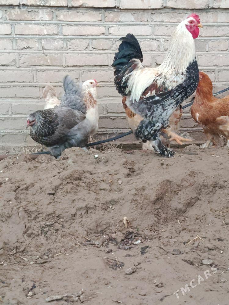 towuk yumurtga brama - Murgap - img 1