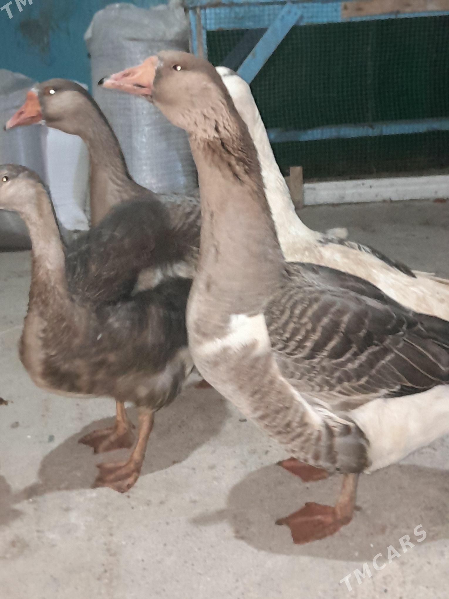 guss - Ашхабад - img 1