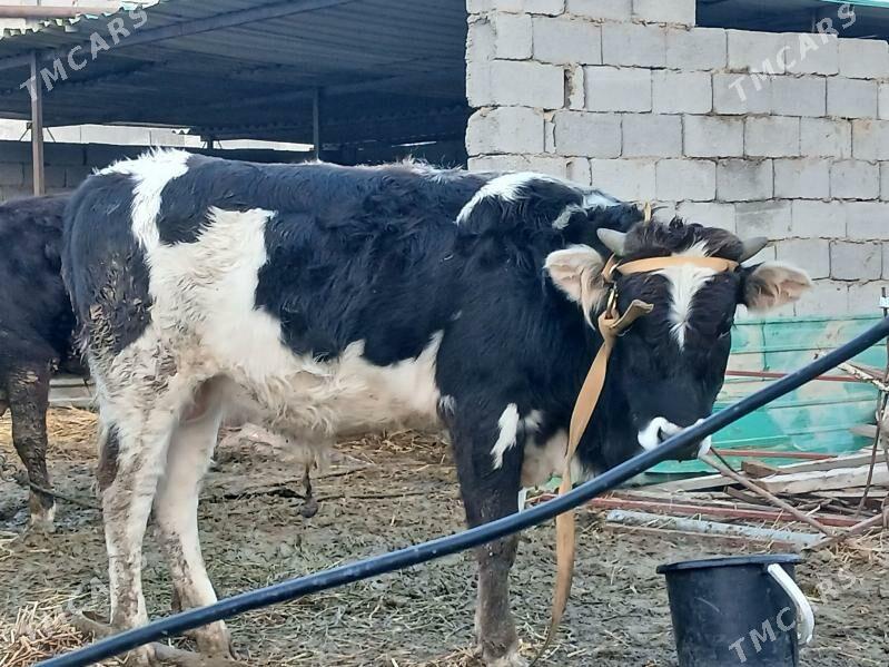 öküz - Бекреве - img 1