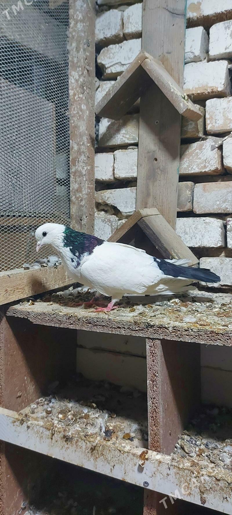 Kepderi - Aşgabat - img 1