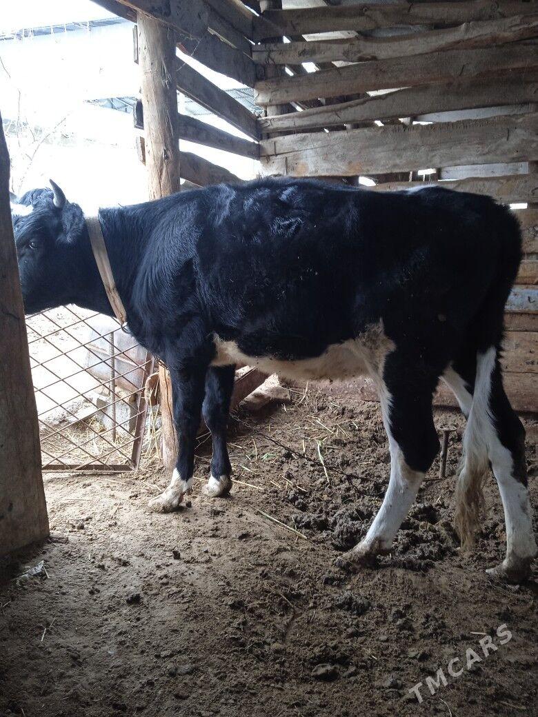 Gibrit tüwe - Büzmeýin - img 1