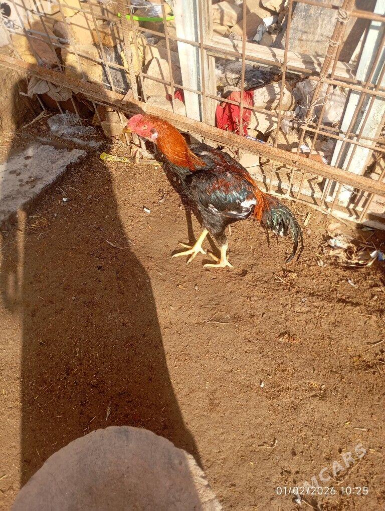 Baýsowy horaz - Туркменабат - img 1