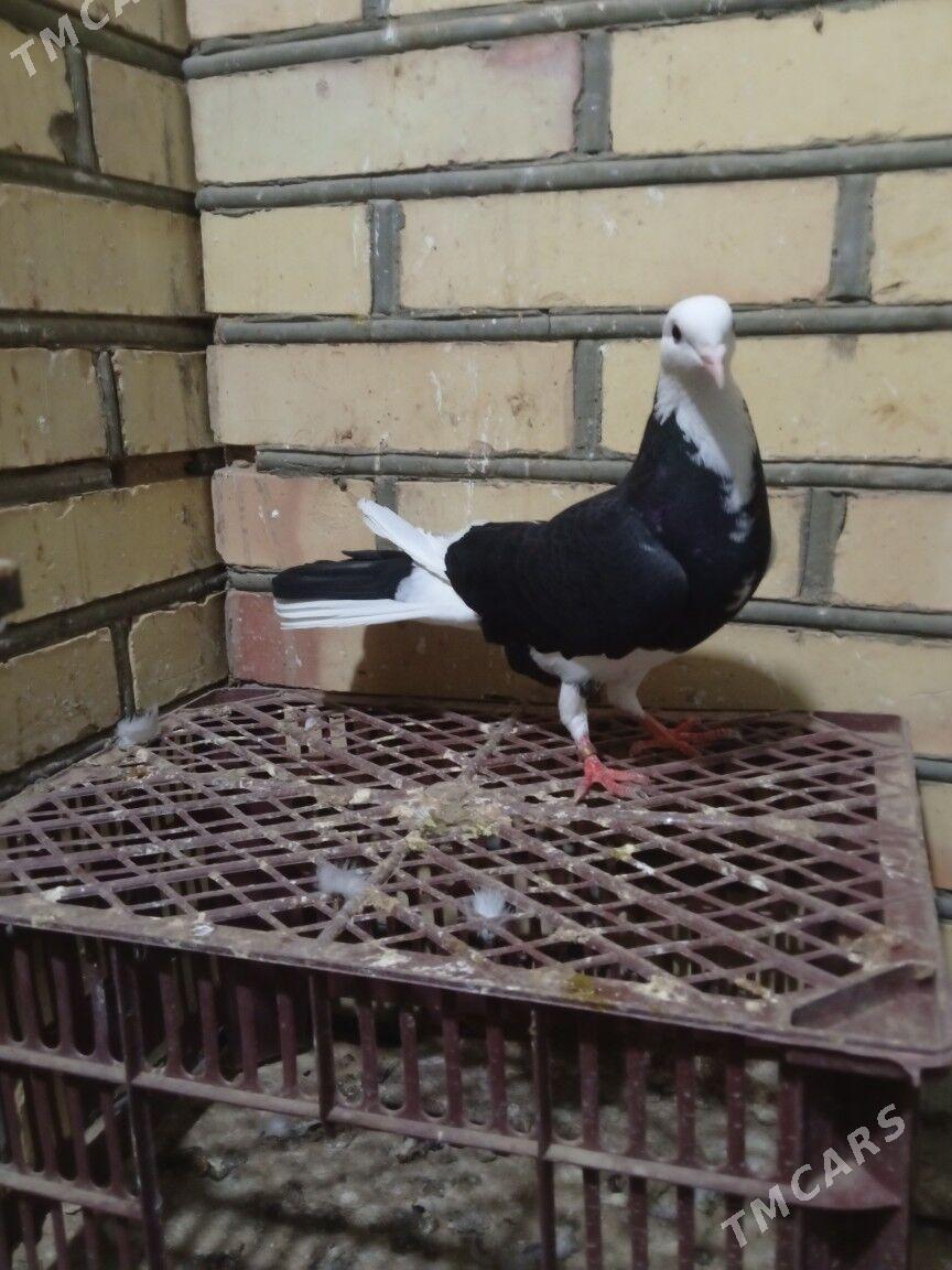 kepderi - Мары - img 1