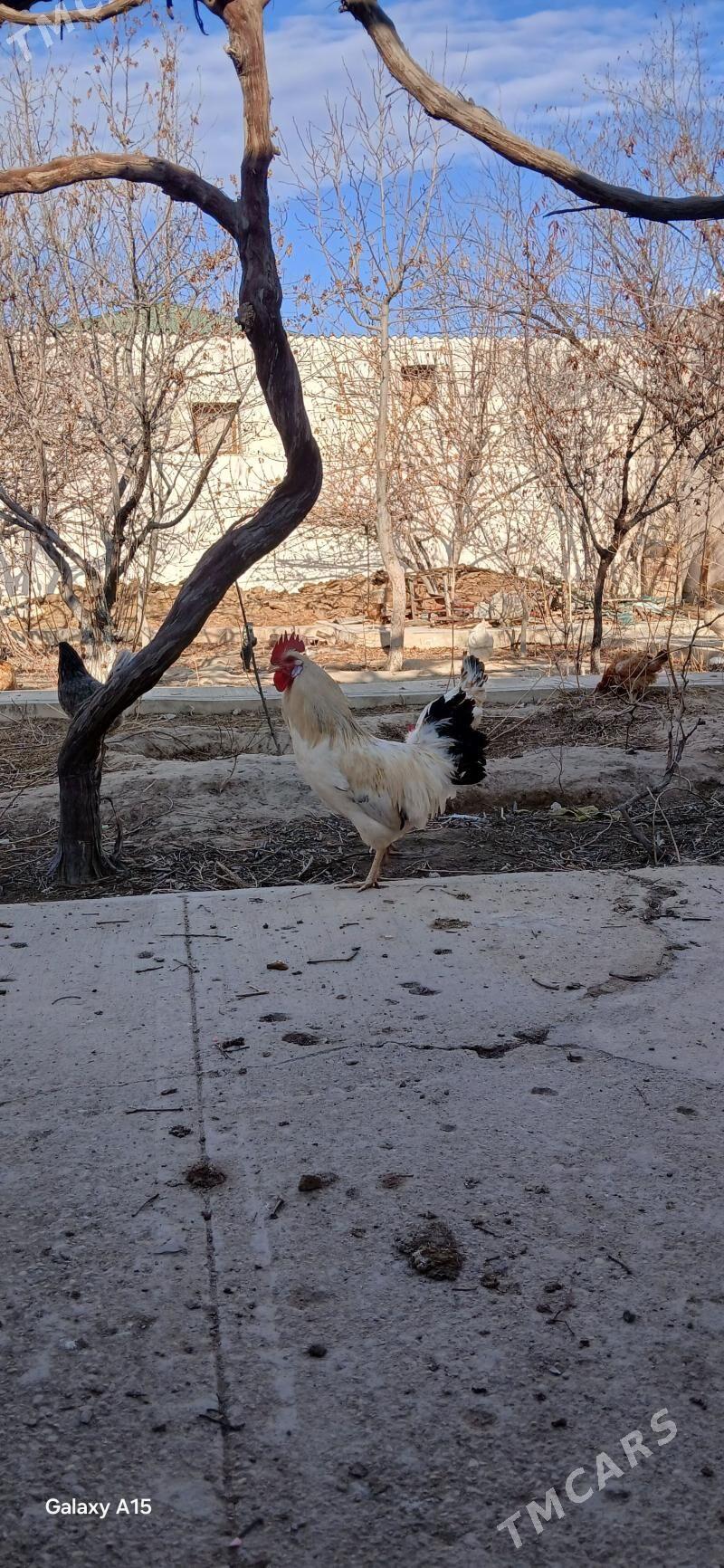 Horaz towuk - Балканабат - img 1