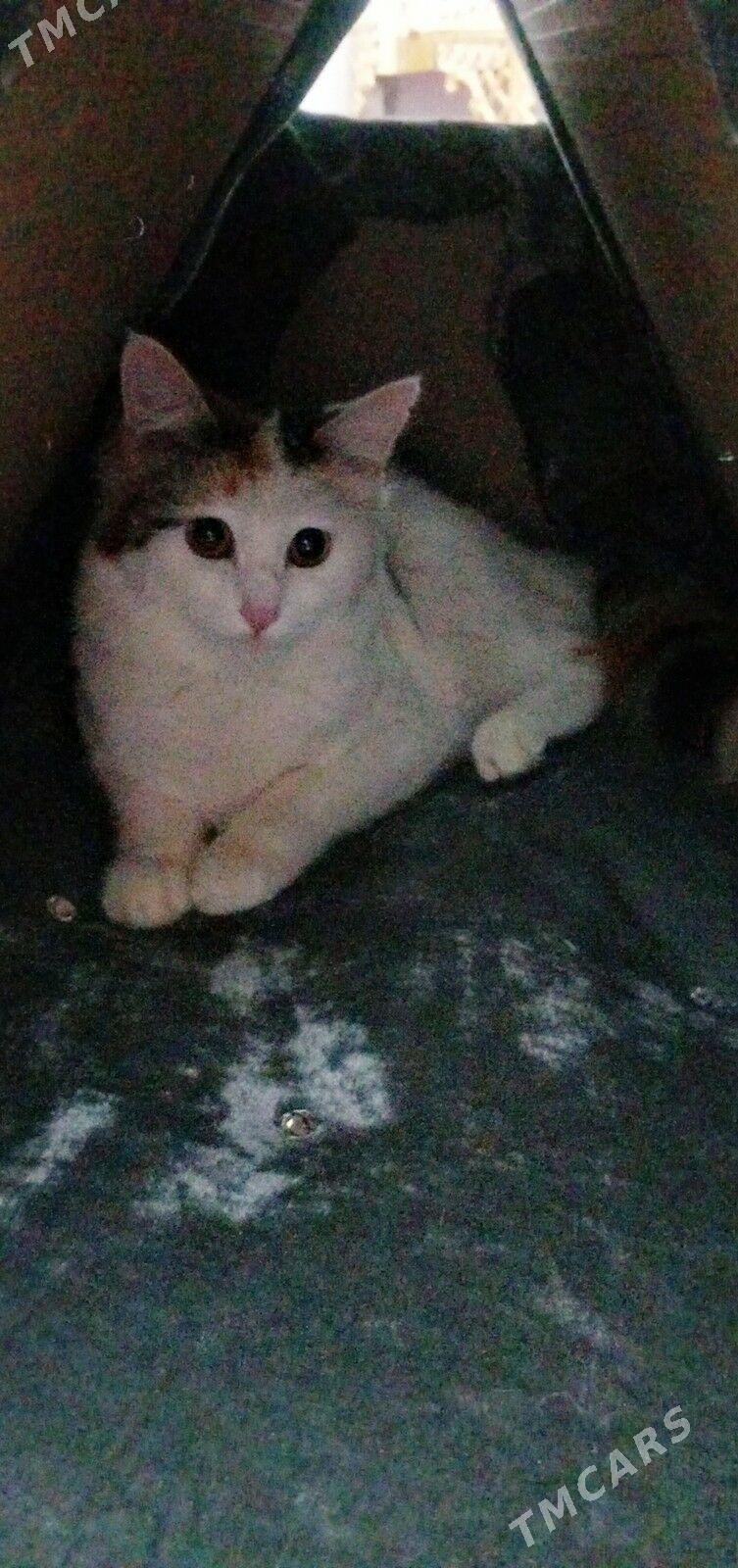 Pisik. Koska - Aşgabat - img 1