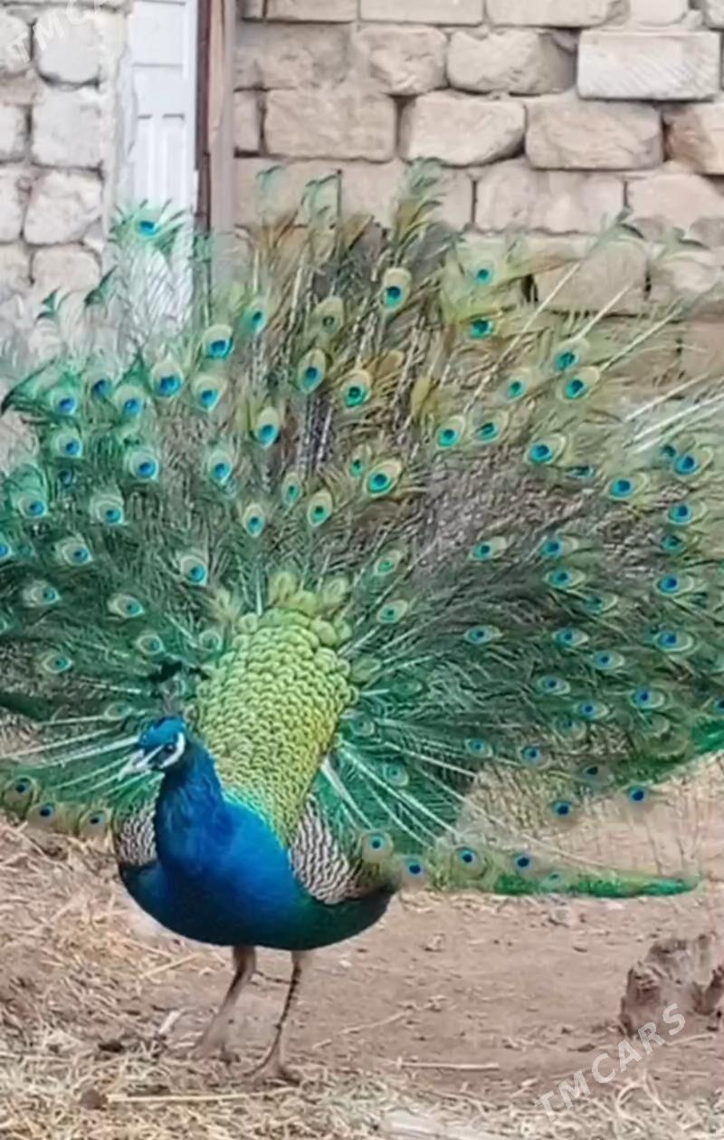 tawus gus - Gyzylarbat - img 1