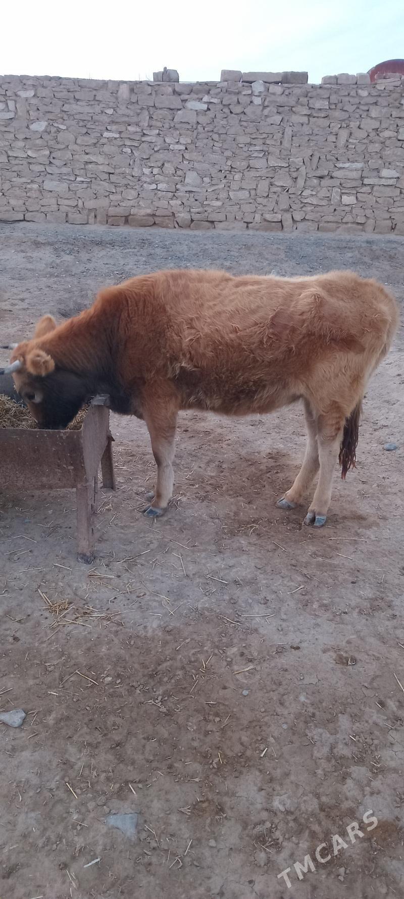 Tüwe - Гызыларбат - img 1