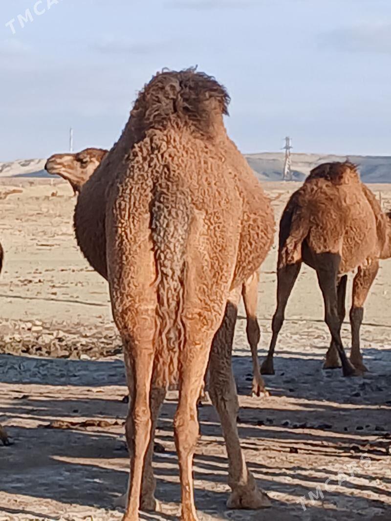 düýe - Туркменбаши - img 1