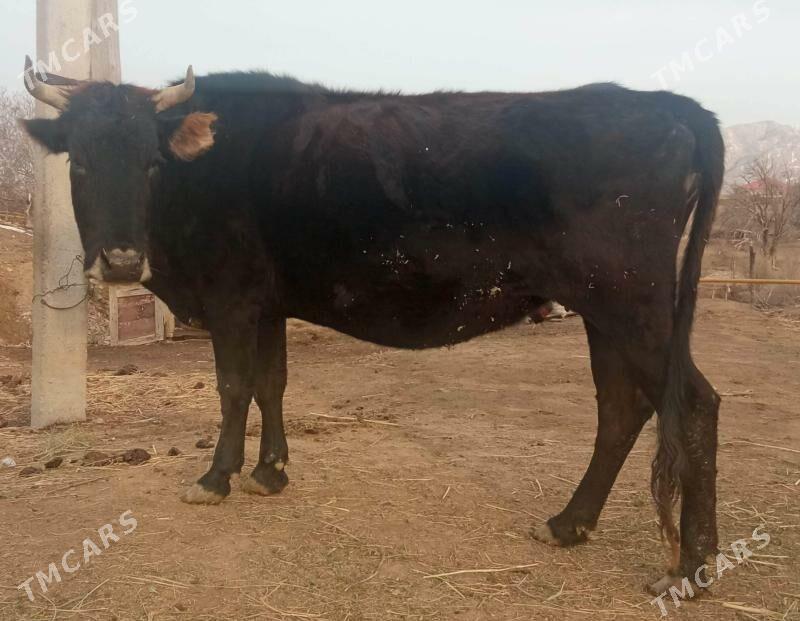 bogaz sygyr - Бахарден - img 1