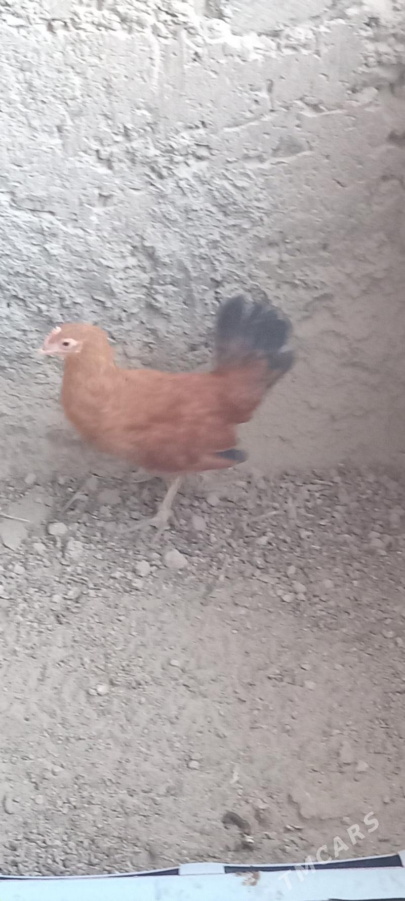 jüje - Гызыларбат - img 1