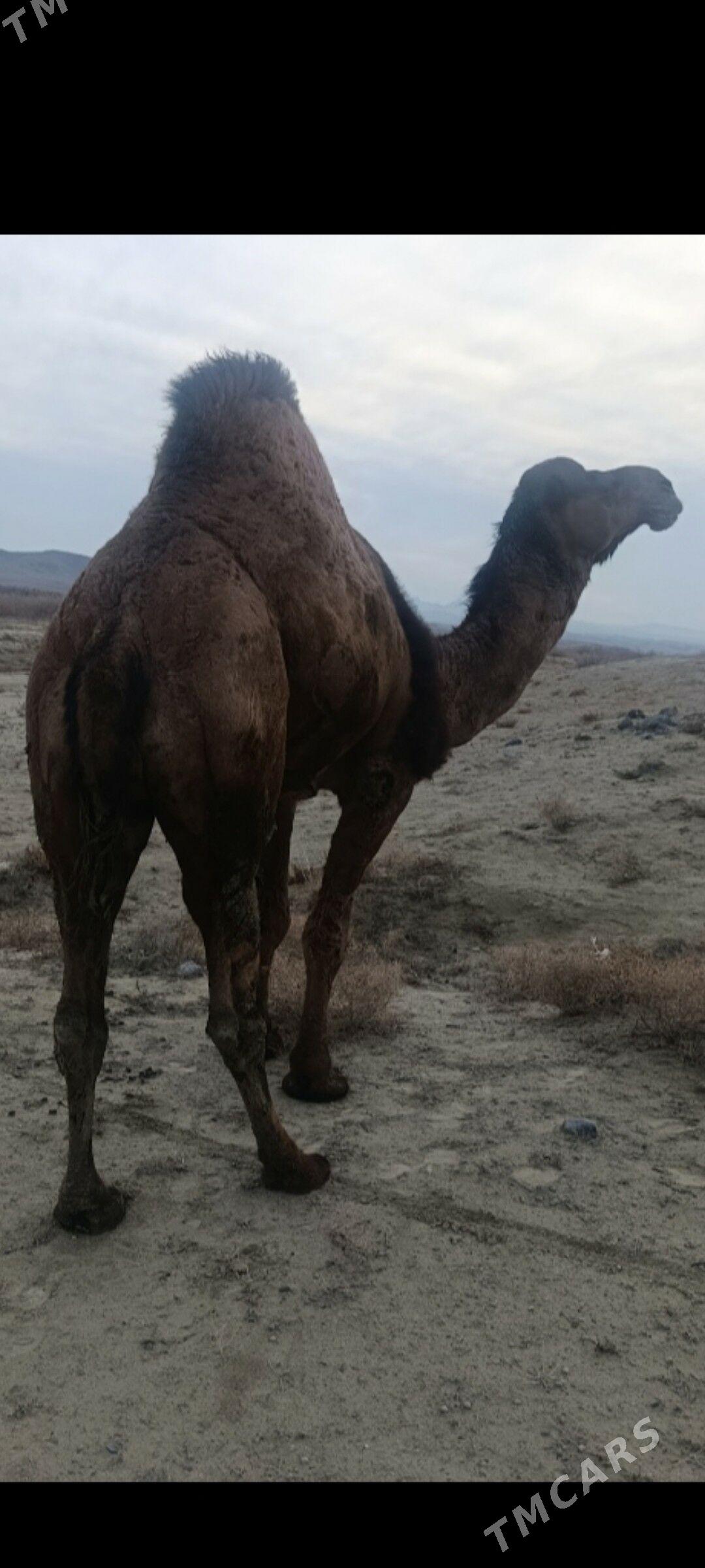 erkek düýe - Гызыларбат - img 1