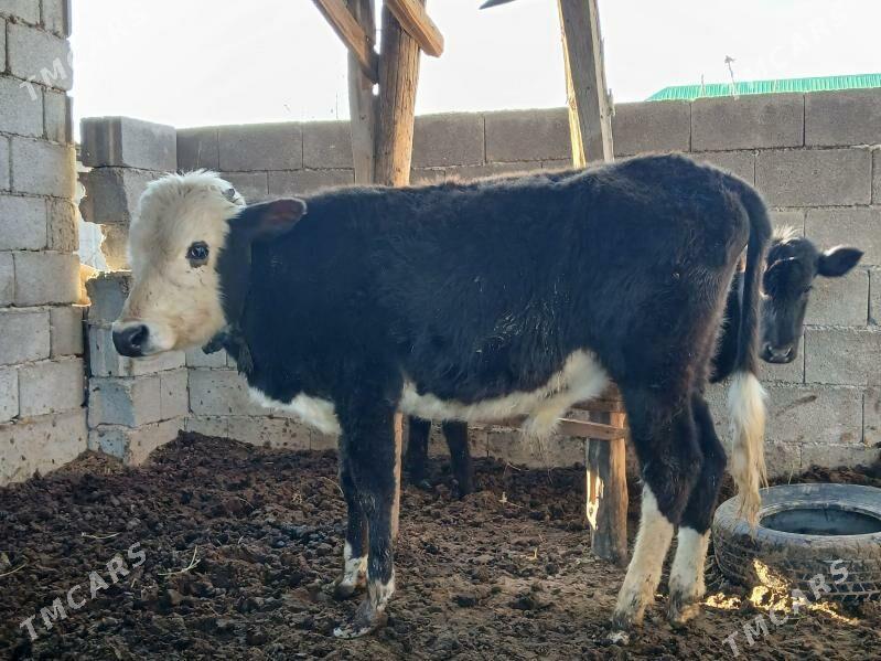 gibrit okuz - Бузмеин - img 1