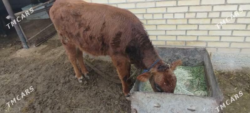 Gulajyn 48 milÿon - Мургап - img 1