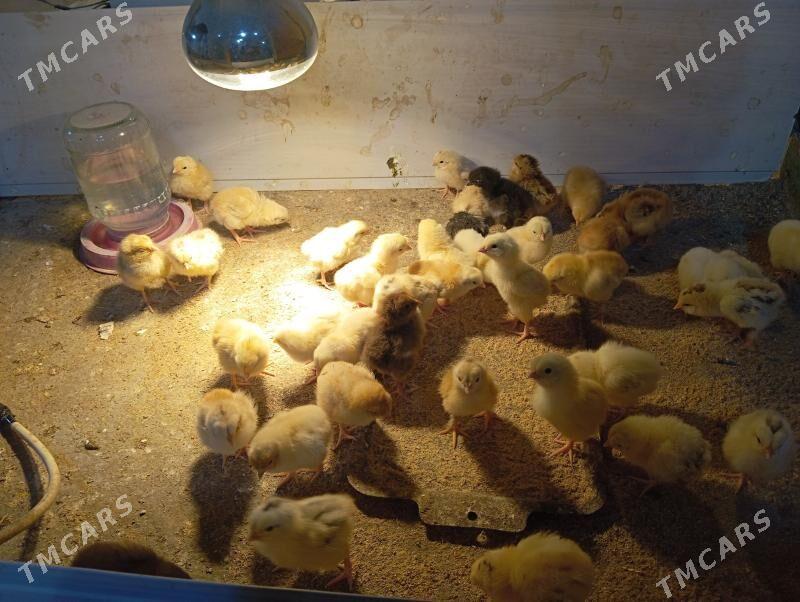 towuk juyje - Гызыларбат - img 1