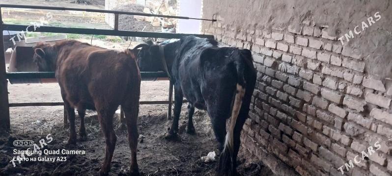 gulajyn  sygyr - Mary - img 1