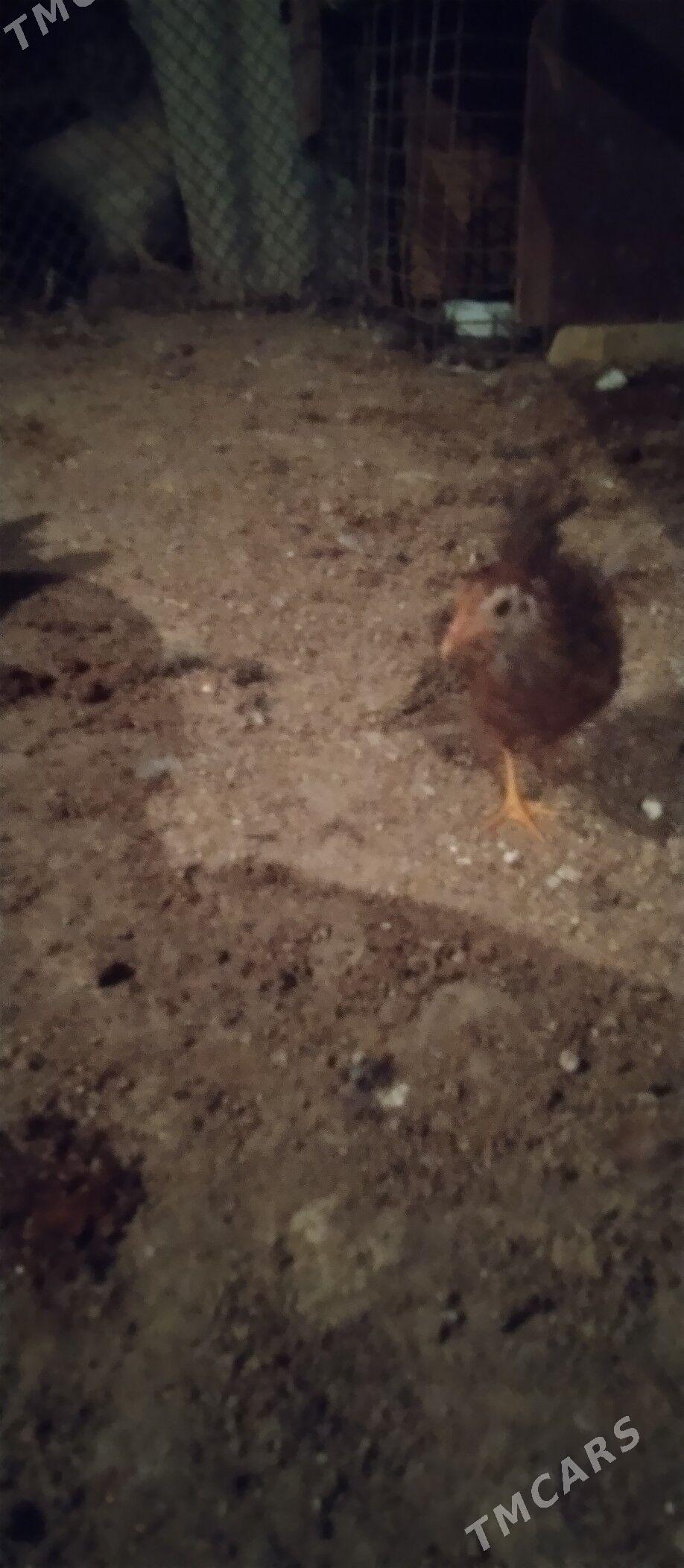 juje - Балканабат - img 1