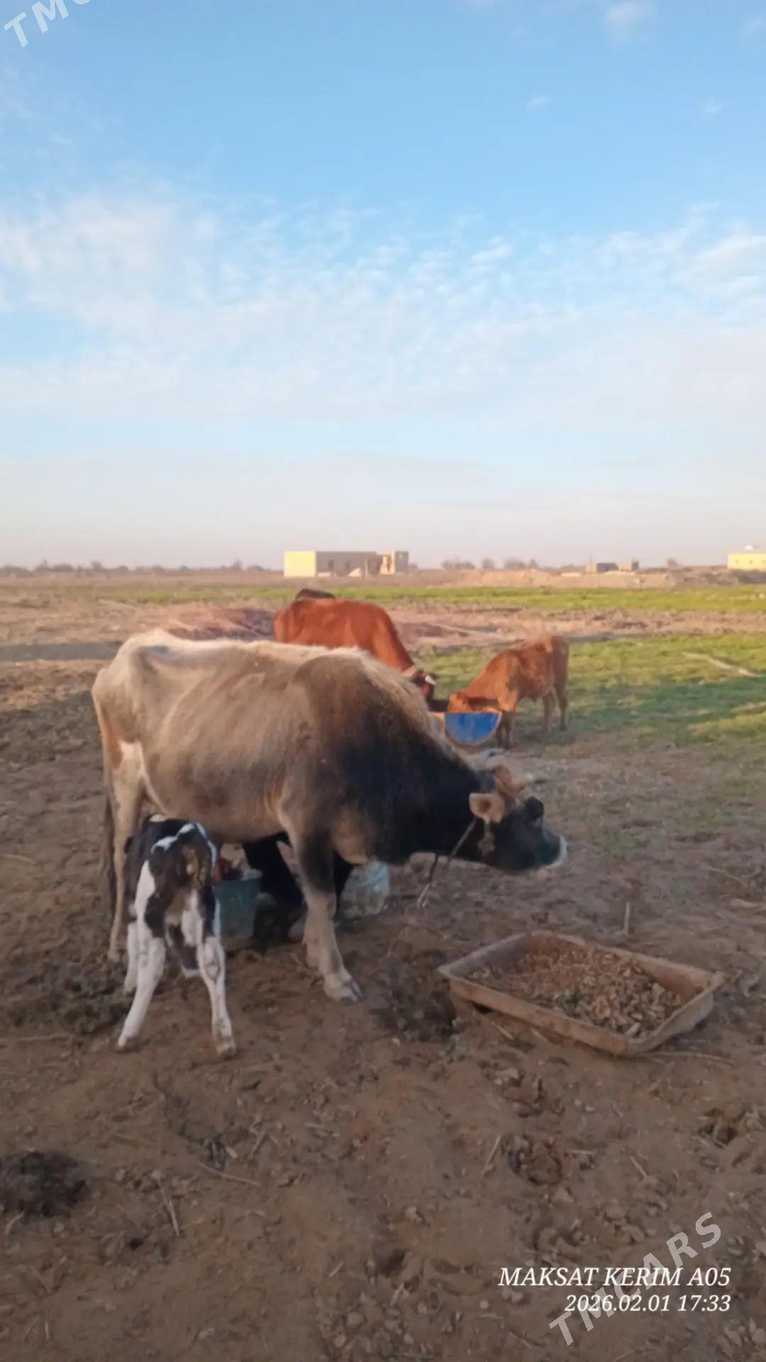 Goleli - Байрамали - img 1