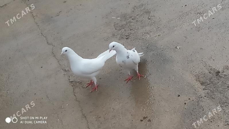 kepderi - Gyzylarbat - img 1