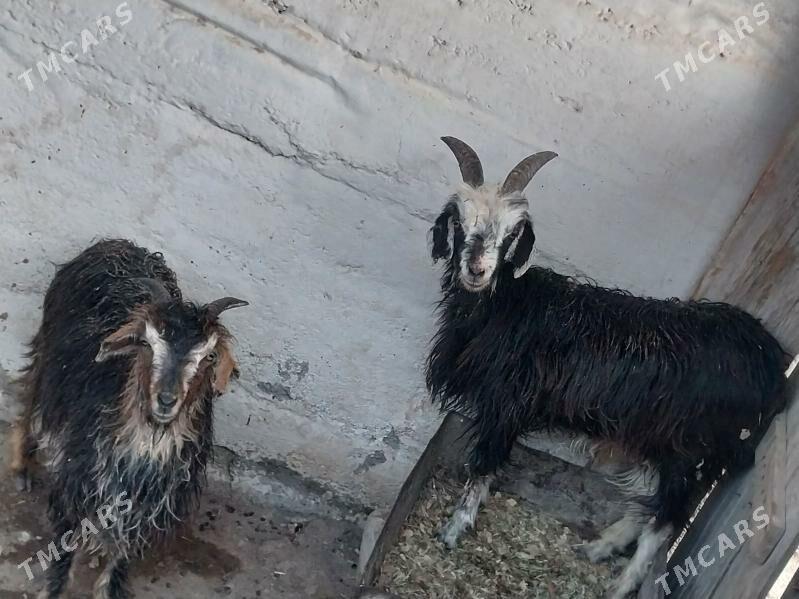 çewiş - Balkanabat - img 1