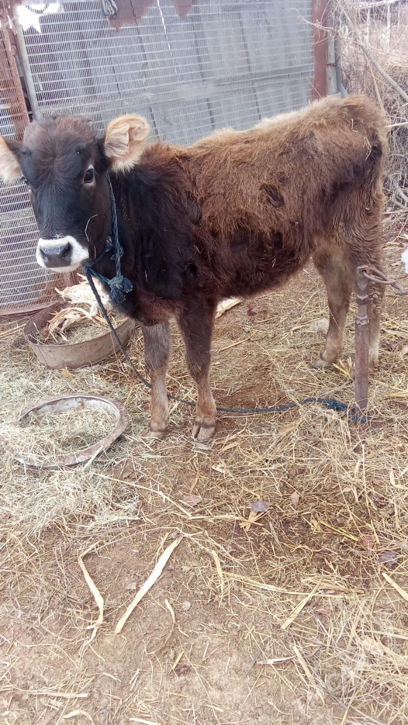 tuwe - Бабадайхан - img 1