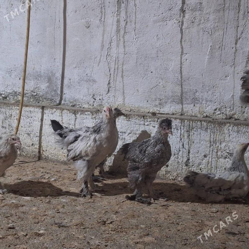 Balgar jüÿje - Ак-Бугдайский этрап - img 1