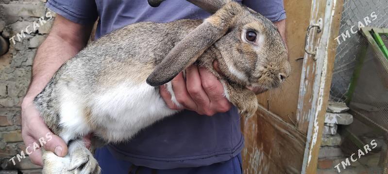 кролики - Туркменабат - img 1